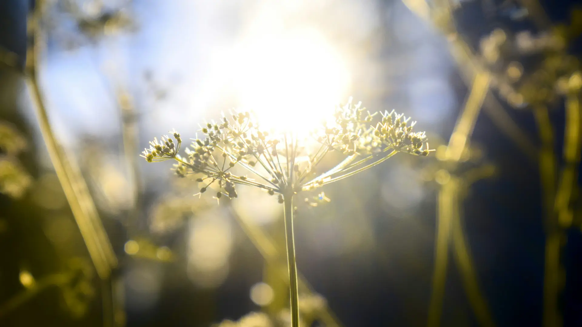 The Lost Art of Sacred Skincare
