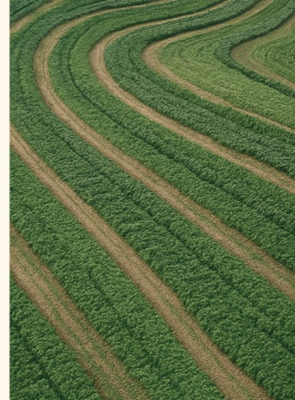 Contour-farmed field